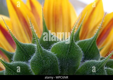 Une vue étroite de l'arrière d'un tournesol Banque D'Images