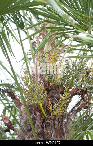 Trachycarpus fortunei (palmier chanvre, les Chinois. Banque D'Images