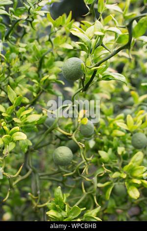 Poncirus trifoliata 'Flying Dragon' - feuilles trifoliées dragon volant orange. Banque D'Images