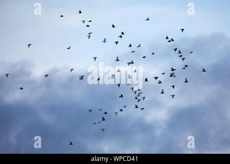 Les oiseaux voleront dans ciel nuageux Banque D'Images