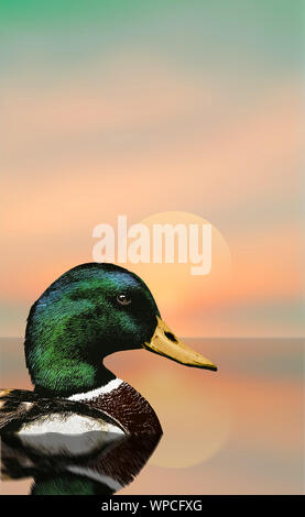 Un canard colvert est vu dans l'eau au repos avec un ciel tôt le matin dans l'arrière-plan. C'est une illustration. Banque D'Images