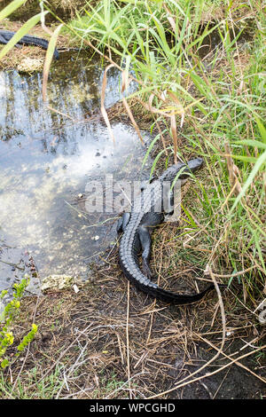 Un Alligator se prélasser dans les milieux humides de l'anhinga Trail dans le parc national des Everglades en Floride, USA Banque D'Images