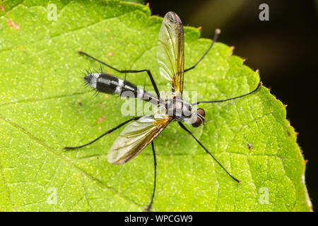 Une mouche parasite (Cordyligaster septentrionalis) est perché sur une feuille. Banque D'Images