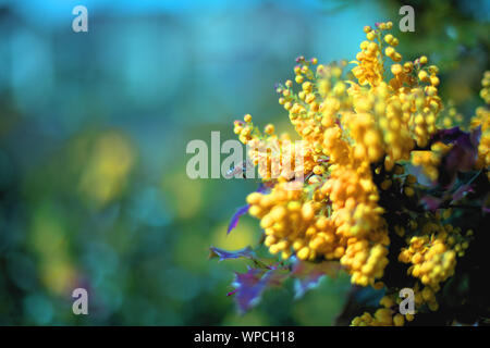 Une abeille pollinisant des grappes de fleurs jaune vif de Mahonia (Mahonia aquifolium) sur un fond vert, au début du printemps, Wilsonville Banque D'Images