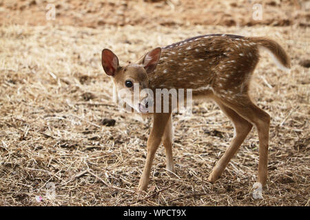 bébé axisdeer Banque D'Images