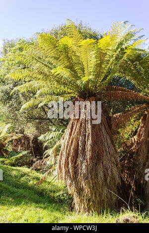 Longueur totale d'une image Nouvelle Zélande fougère arborescente Dicksonia fibrosa - Banque D'Images