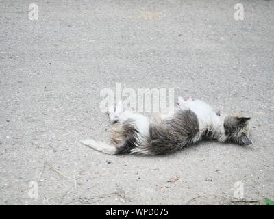 Un chien en peluche noir et blanc reposant sur une cour intérieure gris, Simulation d'accidents de la pet Banque D'Images