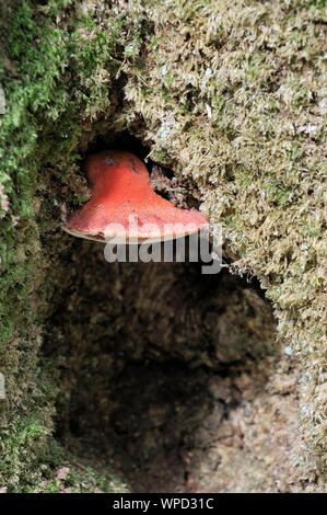 Fistulina hepatica Beefsteak - Champignon champignon on tree Banque D'Images