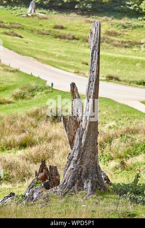 Le Cerf situé autour de Knole House à Knole Park a 1 000 acres (400 hectares) parc situé immédiatement au sud-est de Sevenoaks. Banque D'Images