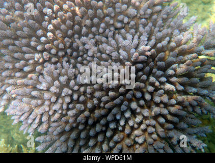 Détail de l'Acropora bleu corail, Fitzroy Island, Grande Barrière de Corail, près de Cairns, Queensland, Australie Banque D'Images