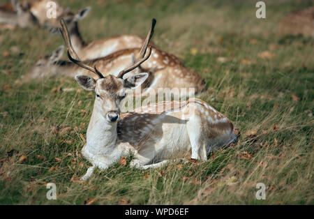 Le Cerf situé autour de Knole House à Knole Park a 1 000 acres (400 hectares) parc situé immédiatement au sud-est de Sevenoaks. Banque D'Images