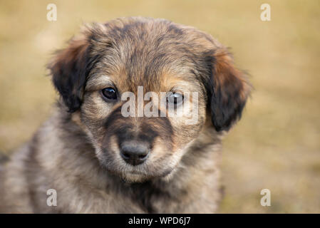 Adorable petit chiot bâtard errant. Portrait of little brown sans-abri chien chiot. Banque D'Images