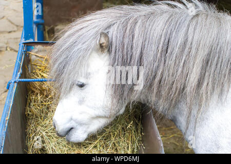 Un poney Shetland blanc avec une crinière gris mange le foin. Close up. Vue depuis le côté gauche. Les espèces rares d'animaux. Banque D'Images