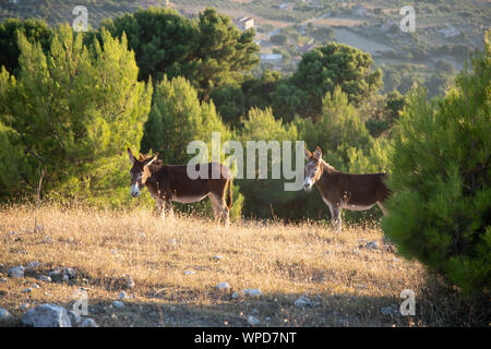 Couple d'ânes sur les collines de la Sicile Banque D'Images