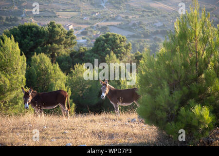 Couple d'ânes sur les collines de la Sicile Banque D'Images