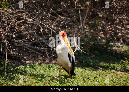 De toute évidence, le bec jaune nommé stork sur la rive du lac de Nzerakera, Tanzanie Banque D'Images