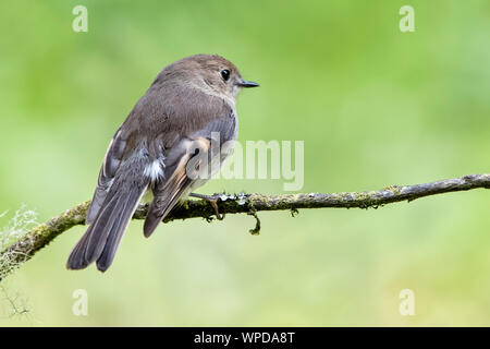 Robin Rose femelle (Petroica rodinogaster), Otway Ranges, Great Ocean Road, l'Australie Banque D'Images