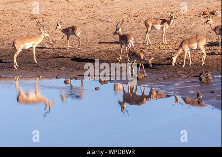 Un groupe d'Impala - Aepyceros melampus- boire d'une eau dans le parc national d'Etosha, Namibie. Banque D'Images