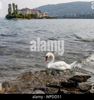 White Swan fabuleux sur l'eau du Lac Majeur avec Isola Bella en arrière-plan, Stresa, Italie Banque D'Images