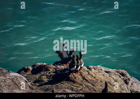 Image conceptuelle de l'enseignant devant des étudiants. Groupe des Guillemots communs exposés sur rocher de la mer d'Irlande. Bray Head, co.Wicklow, Irlande. Banque D'Images