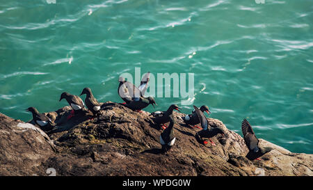 Groupe des Guillemots communs exposés sur rocher de la mer d'Irlande. Bray Head, co.Wicklow, Irlande. Banque D'Images