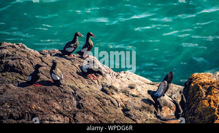 Groupe des Guillemots communs exposés sur rocher de la mer d'Irlande. Bray Head, co.Wicklow, Irlande. Banque D'Images