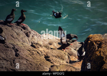 Groupe des Guillemots communs exposés sur rocher de la mer d'Irlande. Bray Head, co.Wicklow, Irlande Banque D'Images