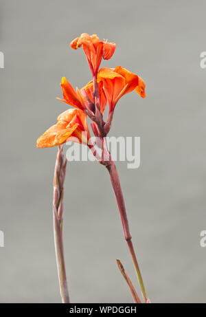 Close up of Lily Cana orange sur fond gris Banque D'Images