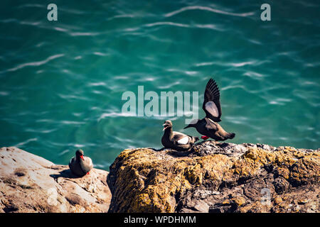 Groupe des Guillemots communs exposés sur rocher de la mer d'Irlande. Bray Head, co.Wicklow, Irlande. Banque D'Images