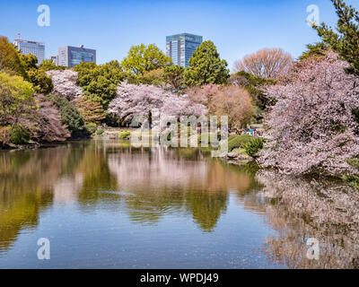 4 avril 2019 : Tokyo, Japon - Fleur de cerisier et le Shinjuku bâtiments reflète dans le lac du Jardin National de Shinjuku Gyoen, Tokyo. Banque D'Images