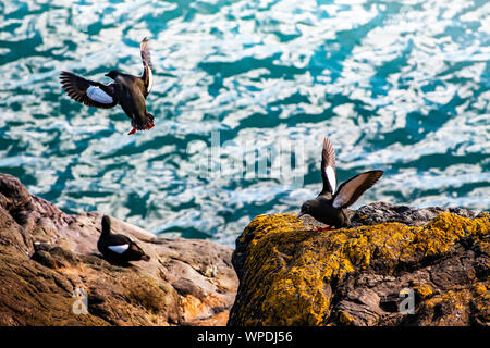 Groupe des Guillemots communs exposés sur rocher de la mer d'Irlande. Bray Head, co.Wicklow, Irlande Banque D'Images