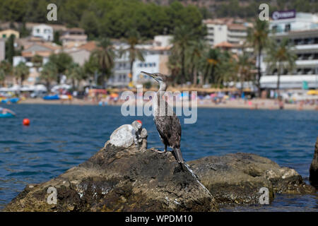 (Phalacrocorax aristotelis desmarestii Shag) Banque D'Images