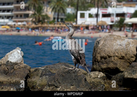 (Phalacrocorax aristotelis desmarestii Shag) Banque D'Images