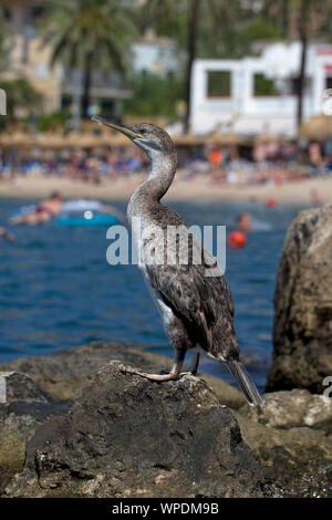 (Phalacrocorax aristotelis desmarestii Shag) Banque D'Images