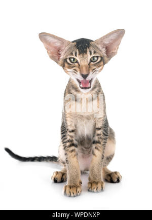 Chaton oriental in front of white background Banque D'Images