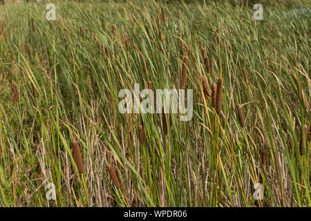 Moindre jonc, Typha angustifolia, l'usine marginale avec têtes de graine de quenouilles, de la bonne plante pour le filtrage et le nettoyage de la voirie, de l'eau des zones humides obligatoire Banque D'Images