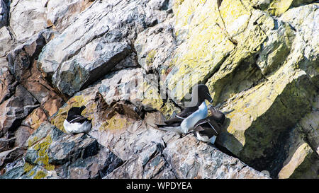 L'accouplement de deux petits pingouins et seul un côté sur falaise rocheuse de la mer d'Irlande. Bray Head, co.Wicklow, Irlande. Banque D'Images