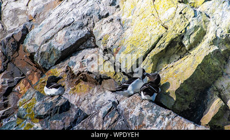 L'accouplement de deux petits pingouins et seul un côté sur falaise rocheuse de la mer d'Irlande. Bray Head, co.Wicklow, Irlande. Banque D'Images