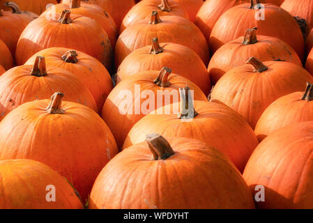 Citrouilles Orange background dans la lumière du matin sur récolte. Tas de citrouilles orange décoratifs au marché des légumes d'automne. Fournitures de l'action de grâce. Banque D'Images