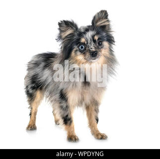 Pomeranian jeunes in front of white background Banque D'Images