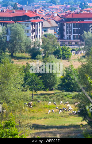 Panorama de la ville d'été all seasons resort bulgare Bansko, Bulgarie et troupeau de moutons Banque D'Images