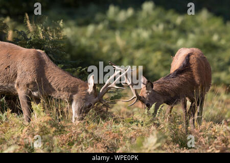 Gros plan de deux jeunes cerfs rouges sauvages (Cervus elaphus) qui bloquent les bois ensemble pendant la saison de rutting de l'automne, au Royaume-Uni. Banque D'Images