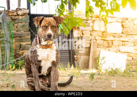 Portrait d'un pitbull boxer mix profiter journée ensoleillée dans le jardin. Banque D'Images