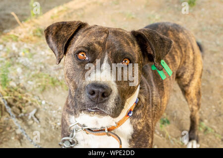 Portrait d'un pitbull boxer mix profiter journée ensoleillée dans le jardin. Banque D'Images