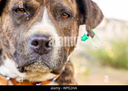 Portrait d'un pitbull boxer mix profiter journée ensoleillée dans le jardin. L'accent sur le nez. Banque D'Images