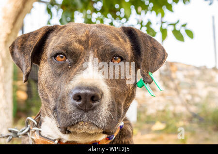 Portrait d'un pitbull boxer mix profiter journée ensoleillée dans le jardin. Banque D'Images