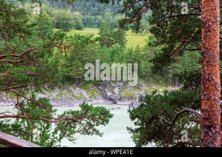 Une vue pittoresque à travers les branches de conifères d'une forêt de pins sur la rive opposée de la rivière Katun vert avec une montagne et une falaise rocheuse ab Banque D'Images