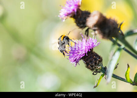 White-tailed bumblebee bagués, Bombus lucorum, sur fleur de centaurée. Close up. Bray Head, co.Wicklow, Irlande. Banque D'Images