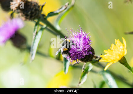 White-tailed bumblebee bagués, Bombus lucorum, sur fleur de centaurée. Close up. Bray Head, co.Wicklow, Irlande. Banque D'Images