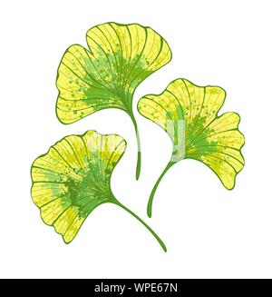 Ensemble de feuilles de ginko biloba automne artistique peint en vert et jaune sur fond blanc. Illustration de Vecteur